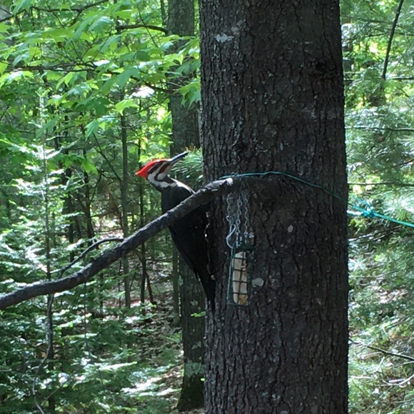 👋 Hi, I’m Susan. Birding beekeeper - Picture 13 of 16